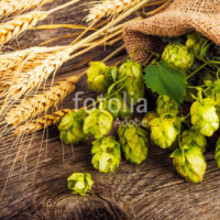 Barley and hop cones on  rustic wooden background. Beer brewing